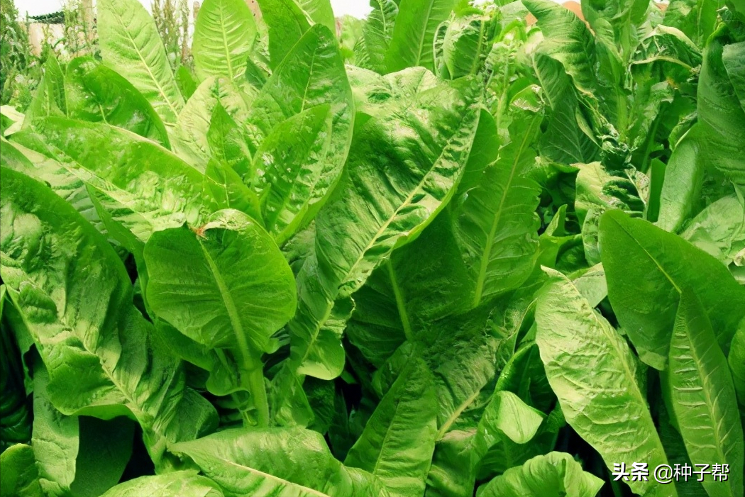什么牧草一年四季不會枯死？它畝產(chǎn)鮮草30-40噸，種一次能用20年