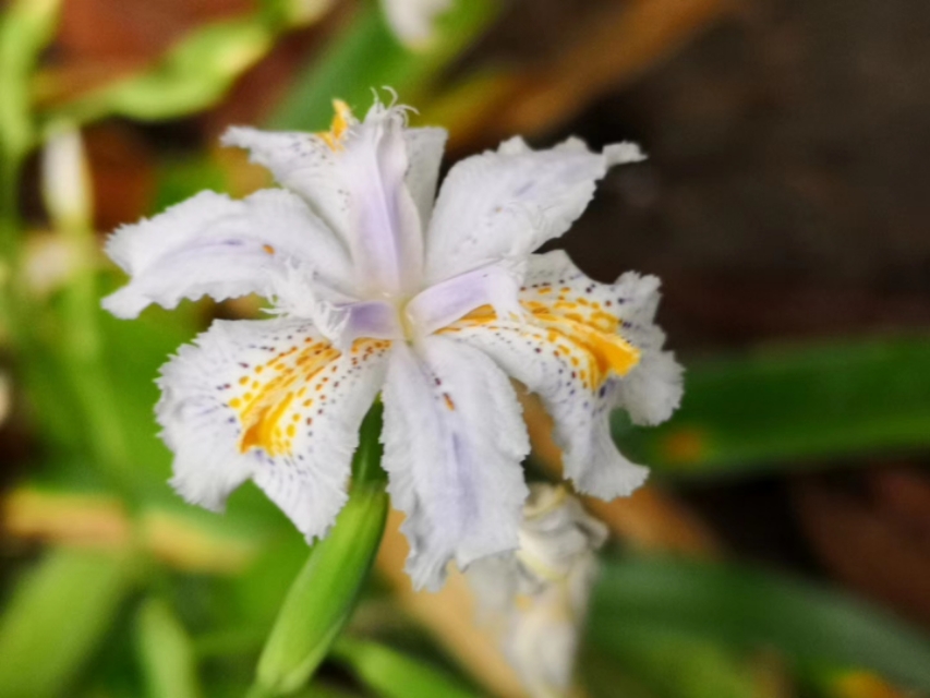 白蝴蝶花,白蝴蝶花圖片