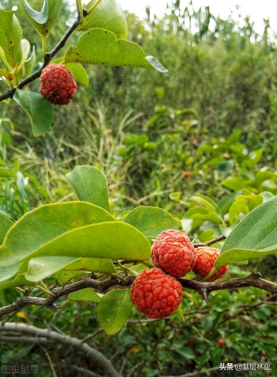柘木树图片(有) - 赤虎壹号