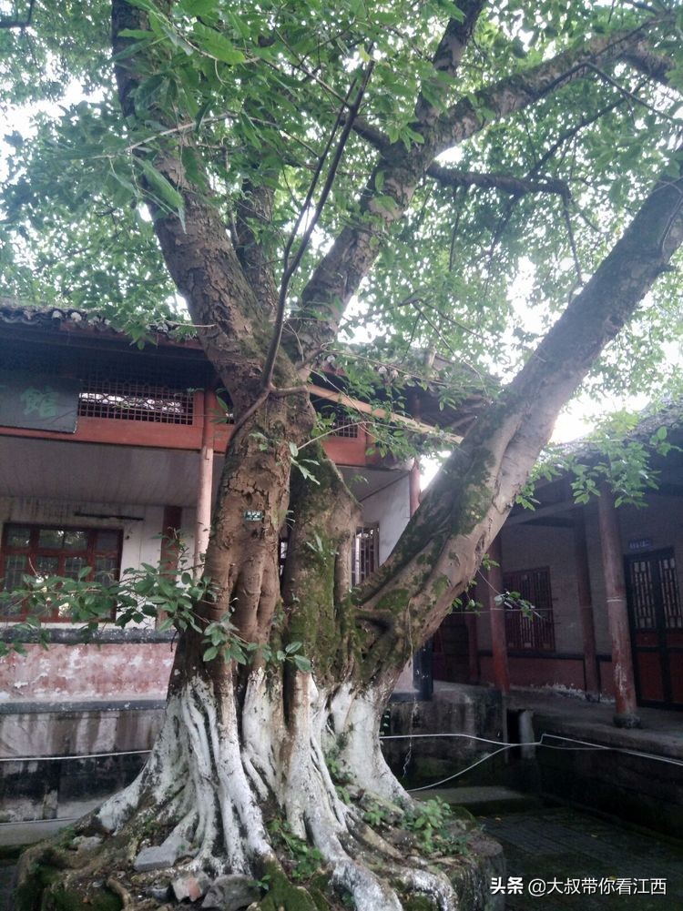 为逝去的记忆——重庆市合川师范学校掠影