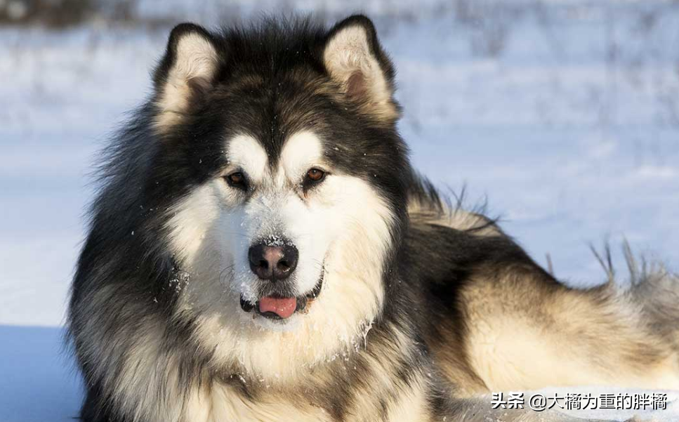 谁说大型犬不能居家喂养！这5种狗狗体型虽大却温柔，肯定不拆家