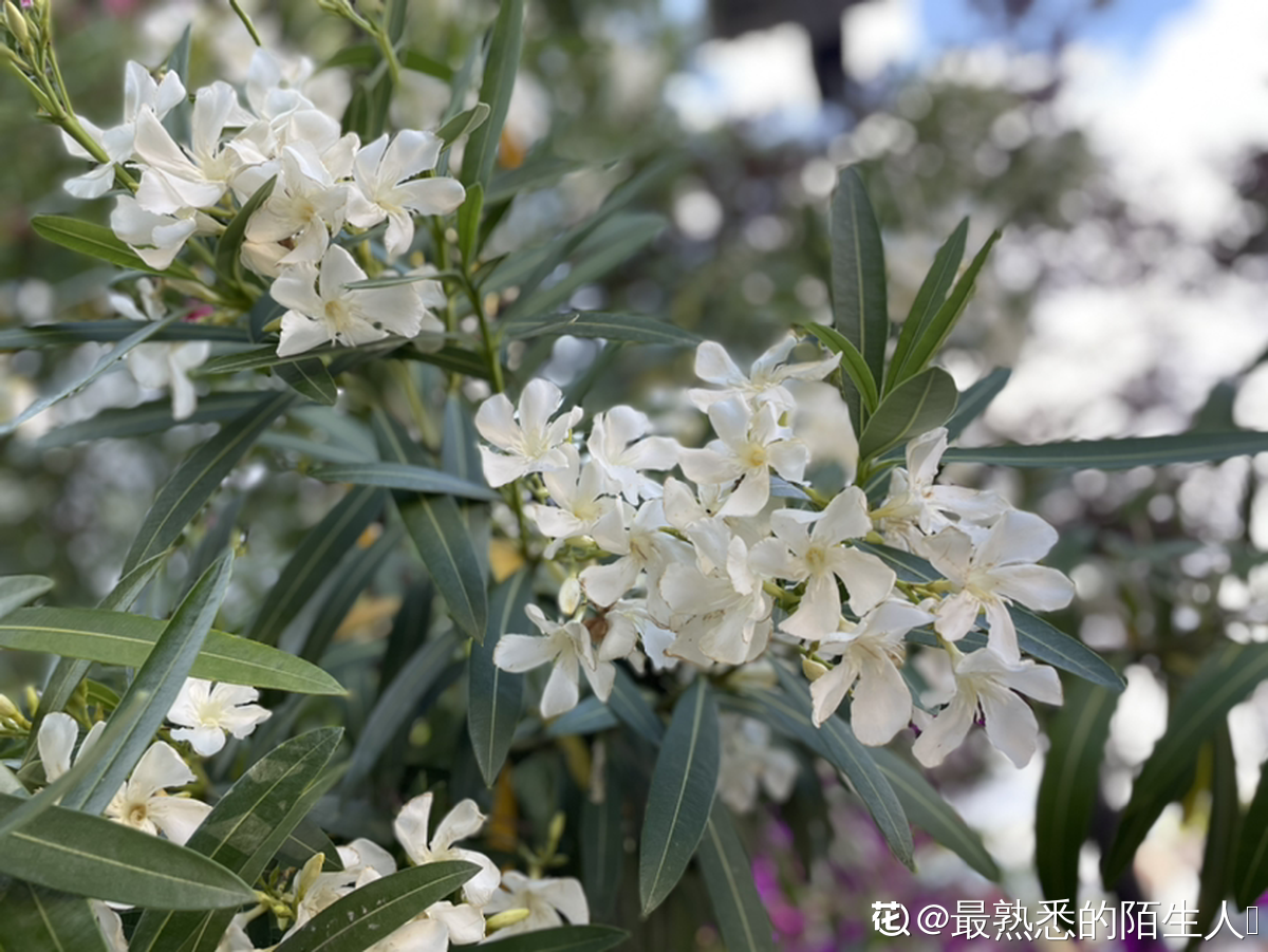 80种常见植物图解，出门识花不求人，倍儿有面子