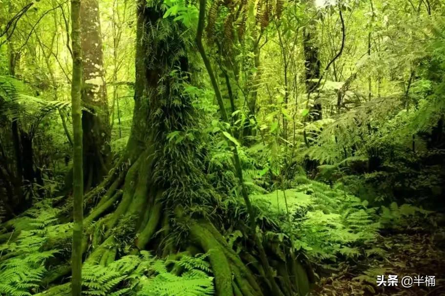 被称为“蛇中熊猫”的莽山烙铁头，凭什么一条价值上百万？