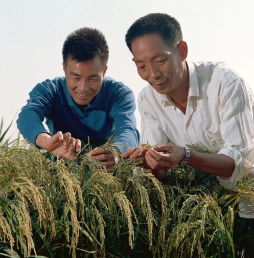 杂交水稻是我们吃的大米吗(杂交水稻对中国的发展意义)