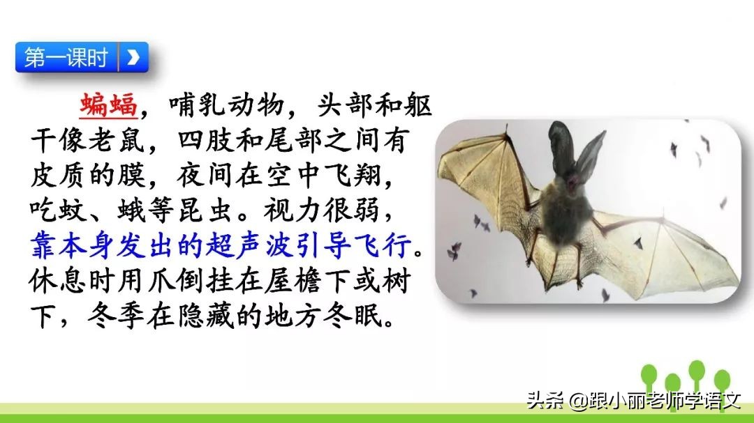 蝙蝠和雷达的名人名言