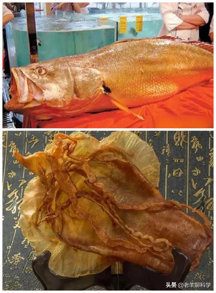 金钱鳘鱼多少钱一斤图片