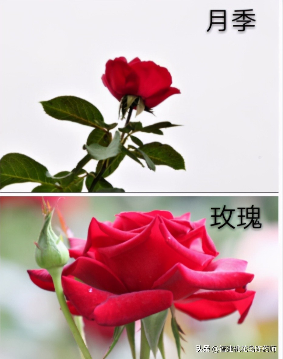 月季花茶的功效与作用(中药玫瑰花与月季花如何区别) - 行就行