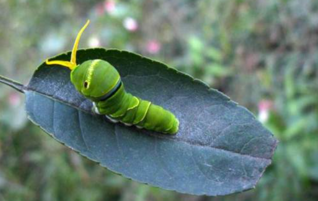 《宝可梦》来源与生态：为什么绿毛虫的最终进化不是烈空坐？