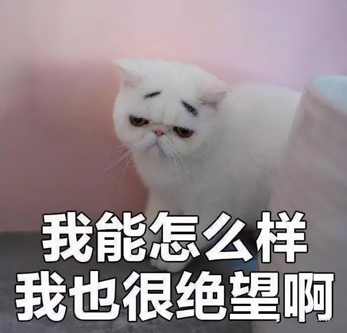 UCL（伦敦大学学院）真的是英国G5之耻吗？