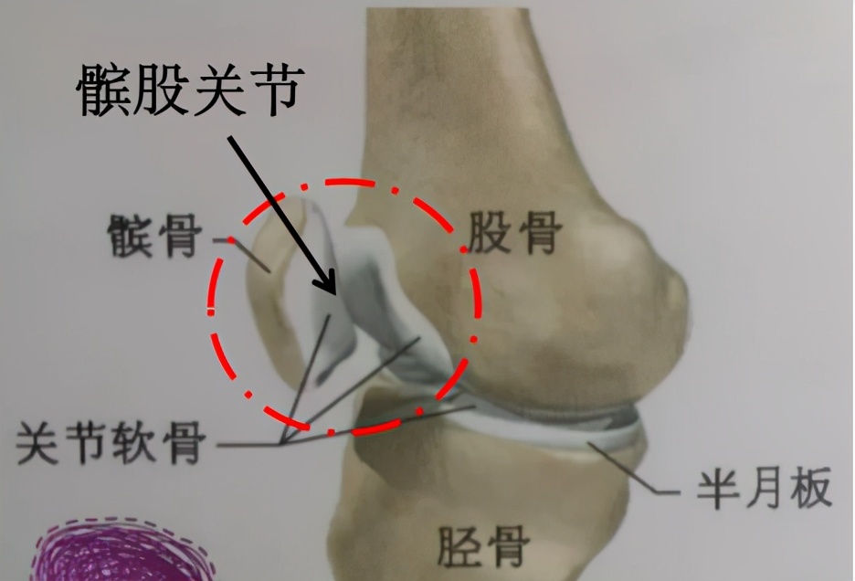 膝盖各个部位疼痛图解