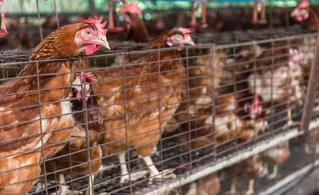 蛋鸡群日常巡视，都需要看什么？遵循哪些原则？