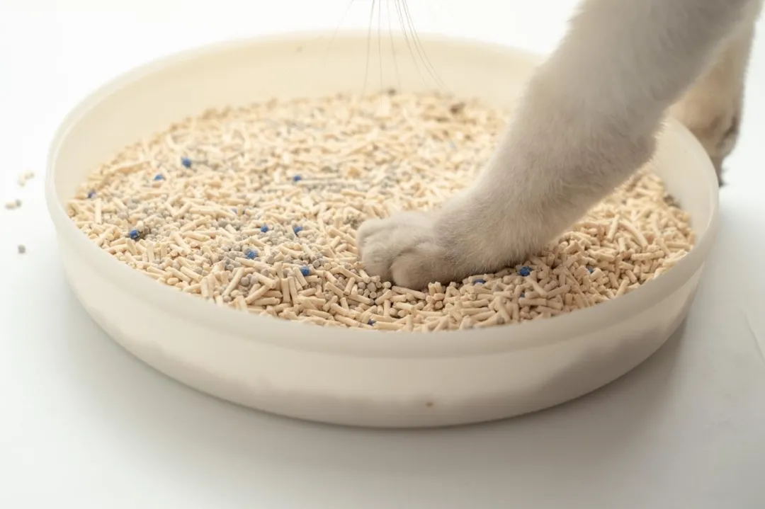 养猫指南 ▏猫咪喜欢什么样的猫砂?