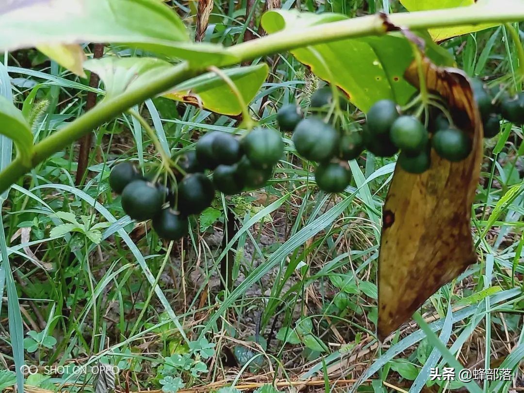 黄精药食两用功能强大，为什么种植很少？良莠不齐，3招辨品质