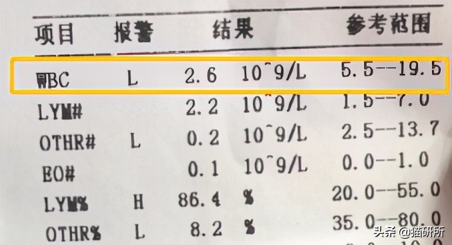 疾病专题 | 幼猫死亡率高达90%？全面了解猫瘟