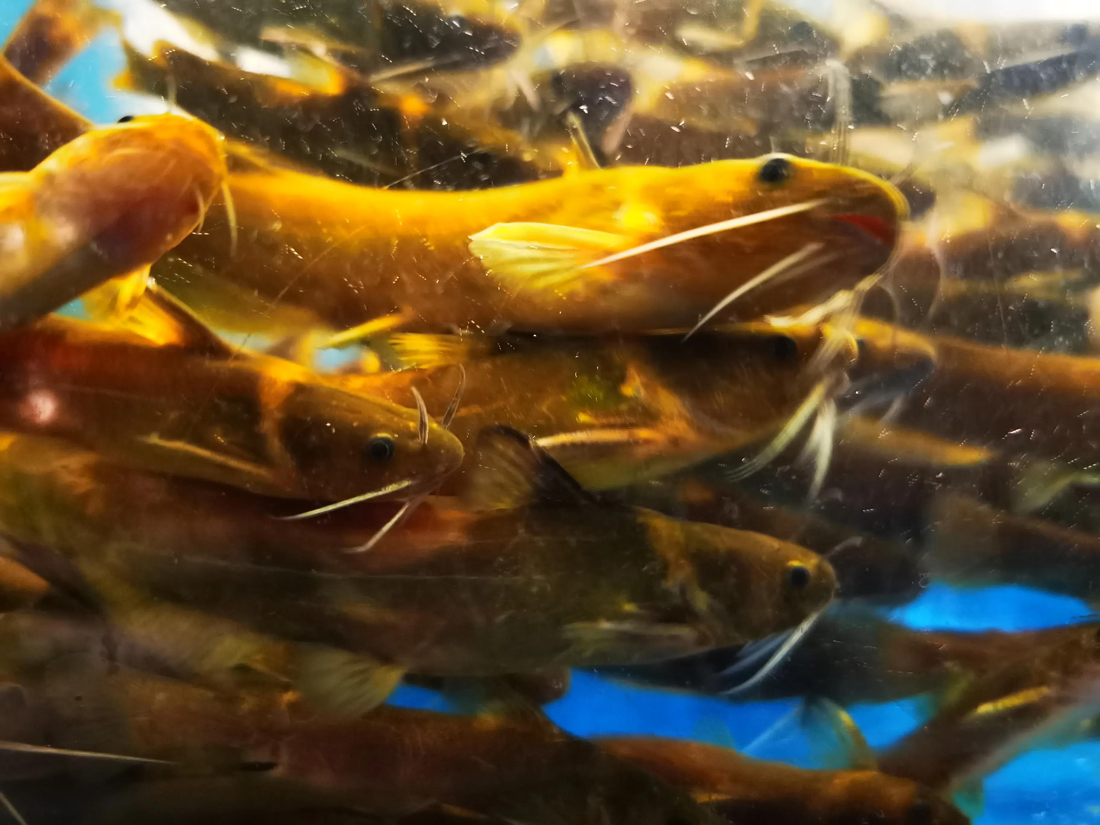 21種國產野生名貴淡水魚，吃過8種，你就是饕餮達人了