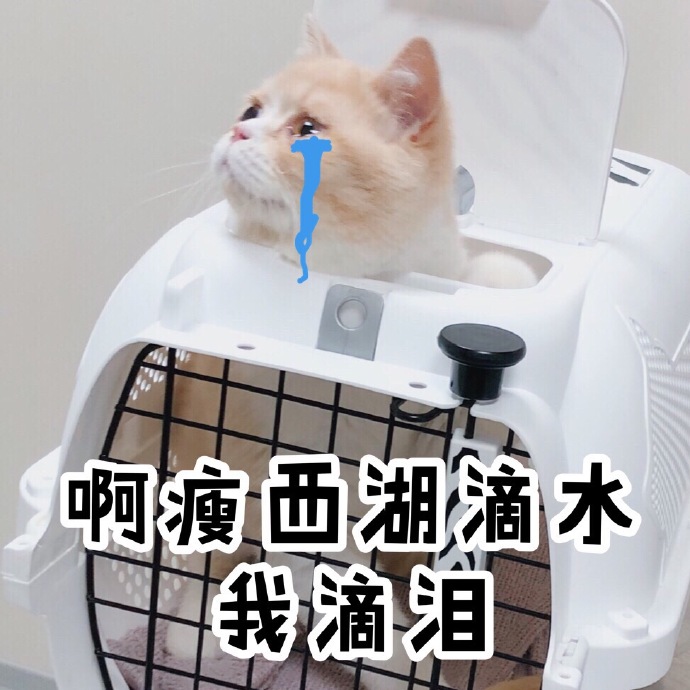 表情包：这个时候，溜就对了