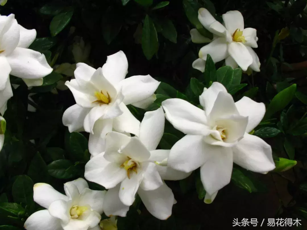 栀子属(栀子花的种类以及盆景制作养护)