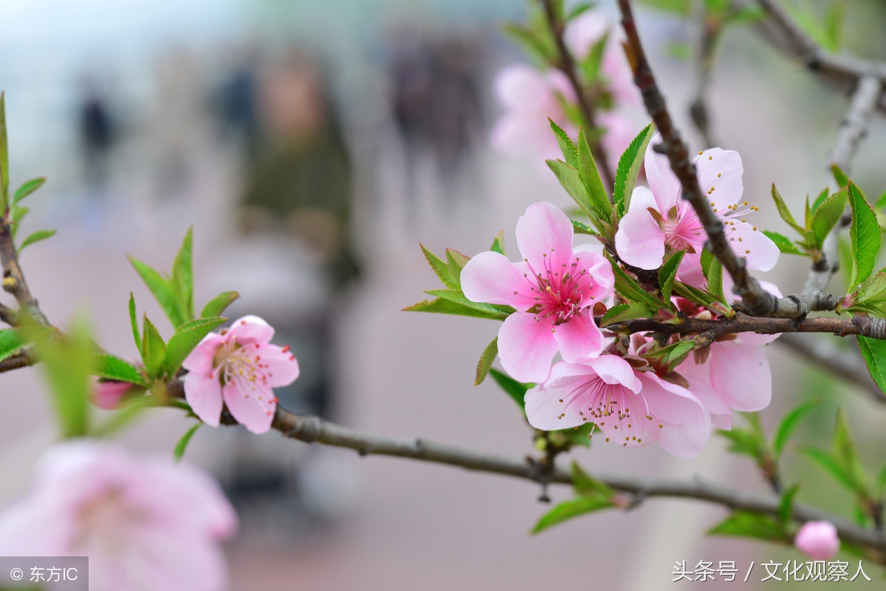 这几首关于桃花的古风诗歌朗朗上口，情趣盎然，读完齿颊生香