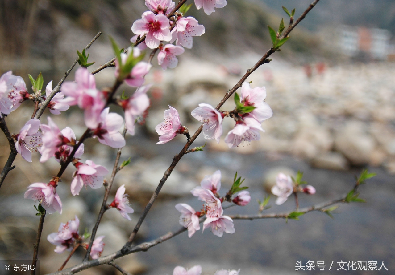 这几首关于桃花的古风诗歌朗朗上口，情趣盎然，读完齿颊生香