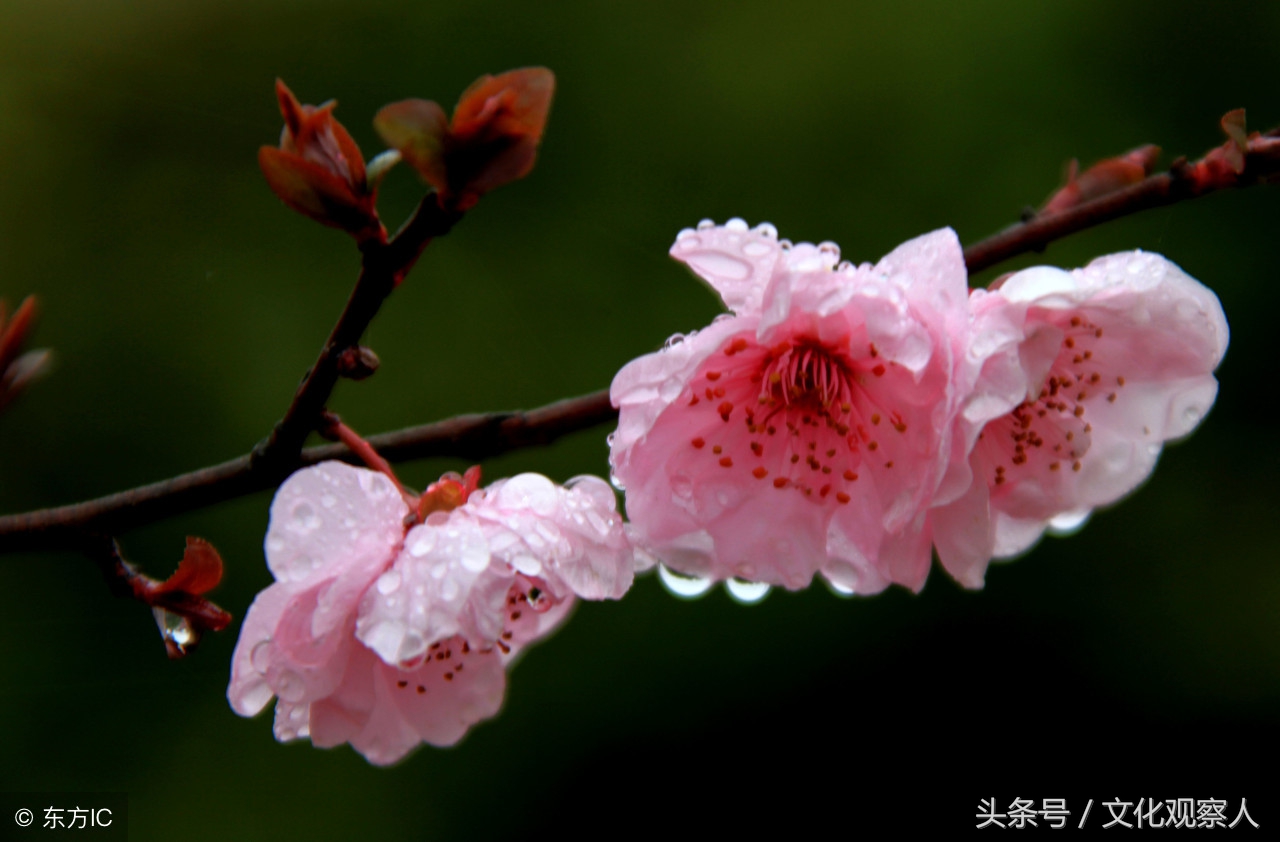 这几首关于桃花的古风诗歌朗朗上口，情趣盎然，读完齿颊生香