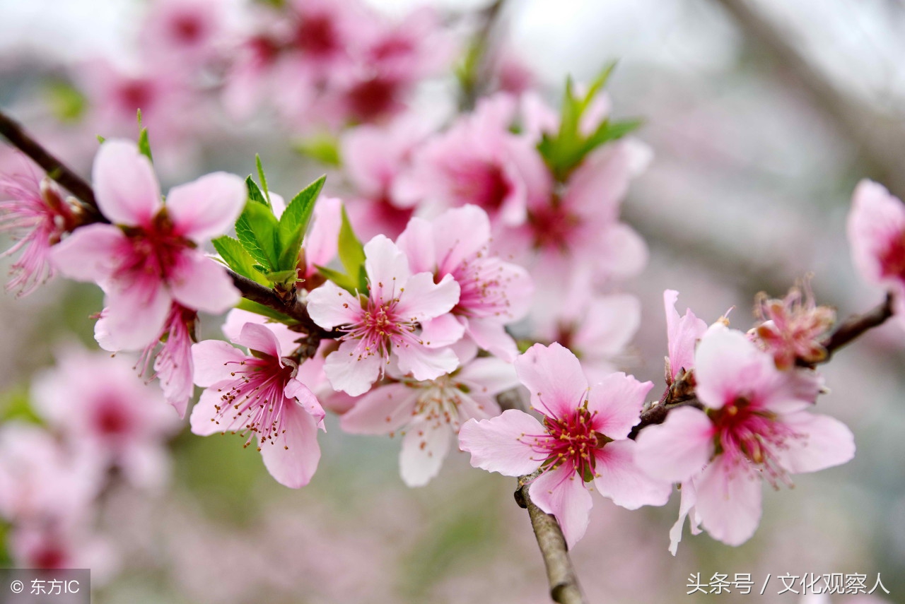 这几首关于桃花的古风诗歌朗朗上口，情趣盎然，读完齿颊生香