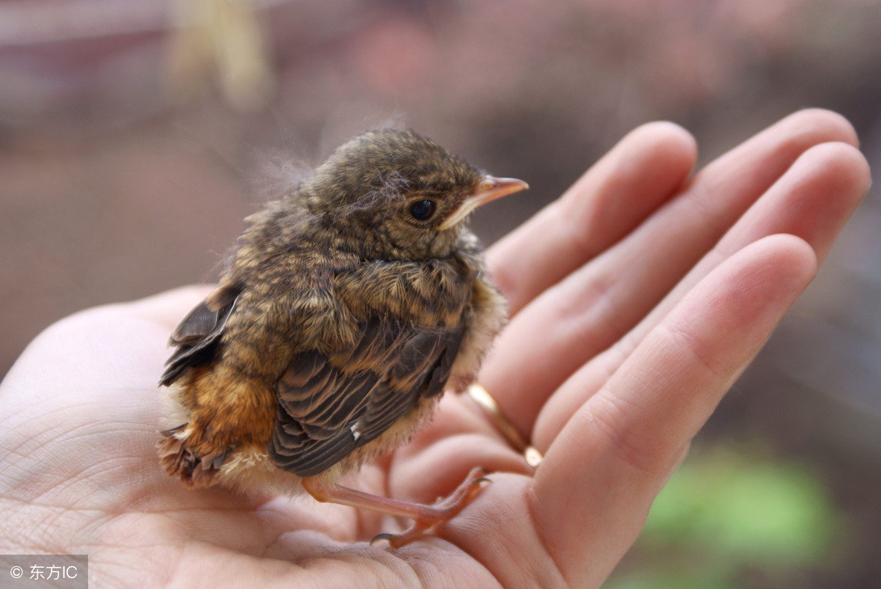 八哥雏鸟的喂养 育雏期很重要