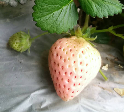 不要再为草莓纠结！关于草莓的5个疑问，你怎么看？