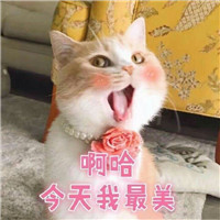 橘色猫咪表情包64P