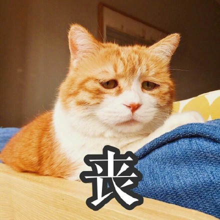 橘色猫咪表情包64P