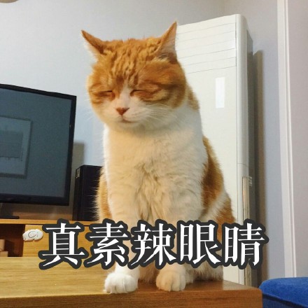 橘色猫咪表情包64P