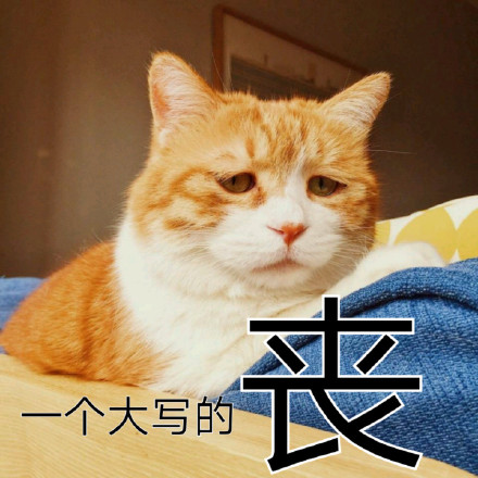 橘色猫咪表情包64P