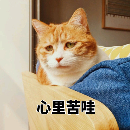 橘色猫咪表情包64P