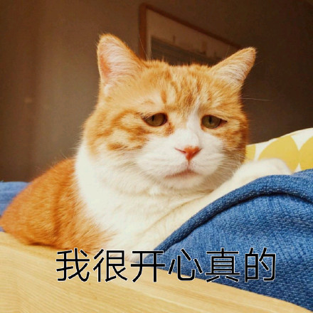 橘色猫咪表情包64P