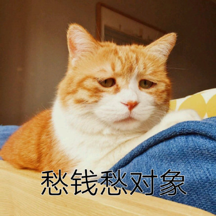 橘色猫咪表情包64P