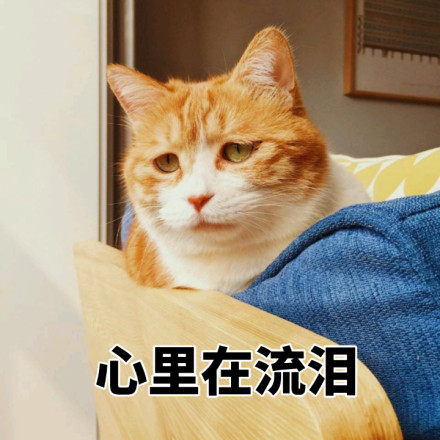 橘色猫咪表情包64P