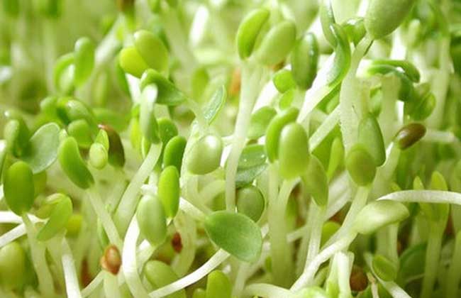 种植芽苗菜前景好 自产自销有赚头