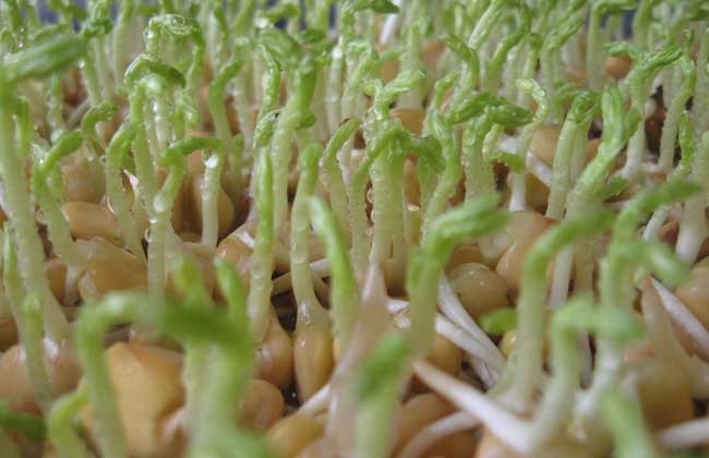 种植芽苗菜前景好 自产自销有赚头