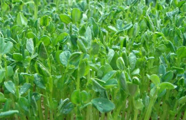 种植芽苗菜前景好 自产自销有赚头