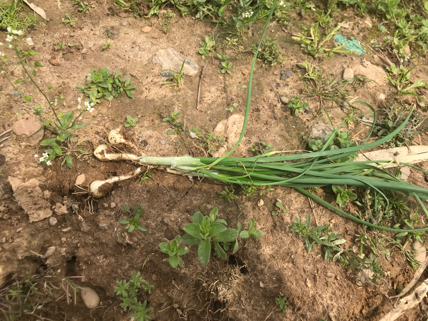 田野采摘"狗屎葱",学名"野蒜",农村人几乎都吃过