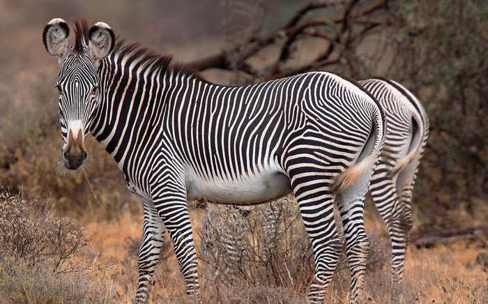 平原斑马:特立独行的非洲小精灵