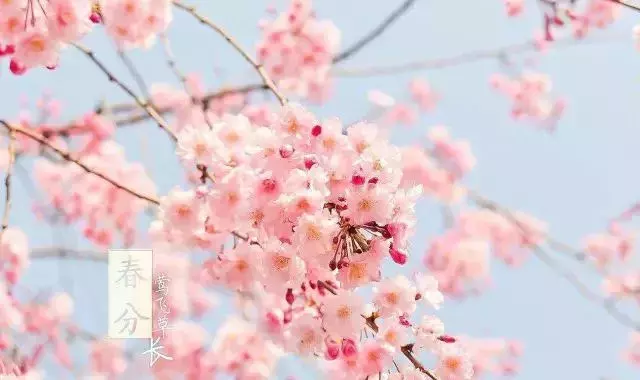 春分时节，大姨妈如约而至，万物复苏中悄然流转。