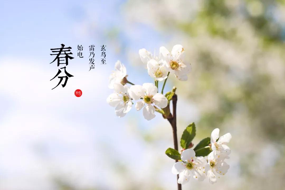 春分至，草长莺飞，你从花间走过，如唐诗宋词一般美好