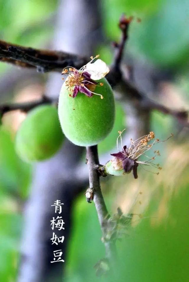 春分至，草长莺飞，你从花间走过，如唐诗宋词一般美好