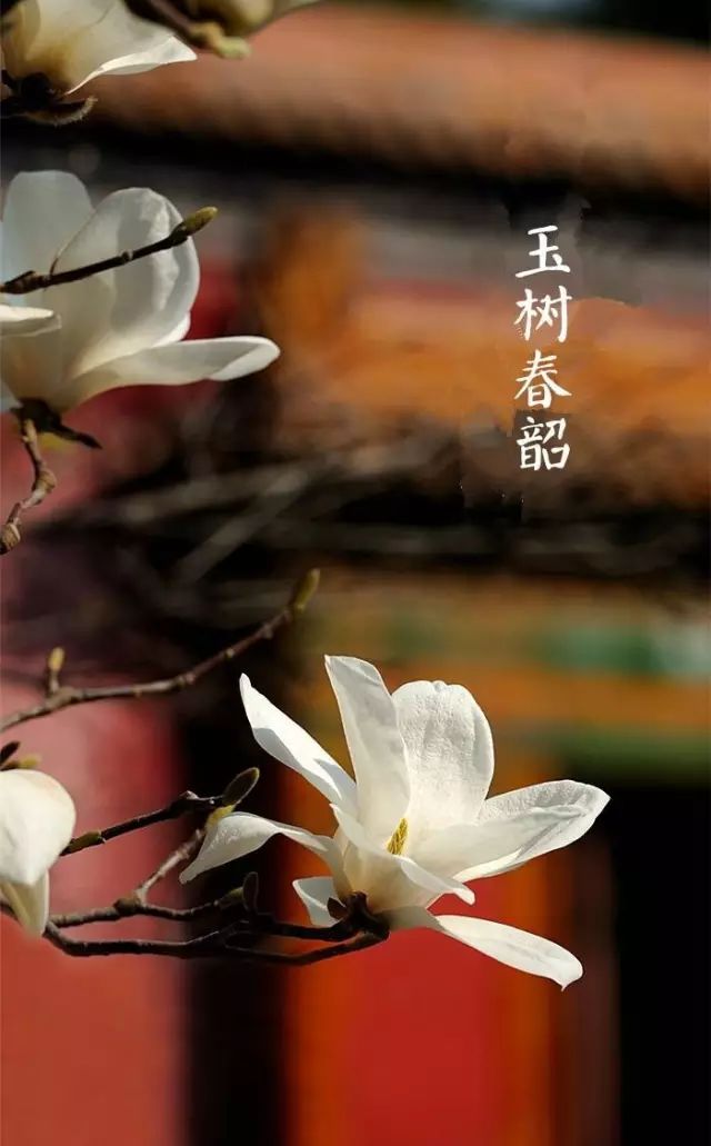 春分至，草长莺飞，你从花间走过，如唐诗宋词一般美好