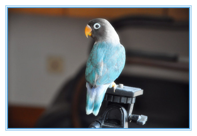 蓝黑头牡丹鹦鹉价格(牡丹鹦鹉品种区分) - 价格百科