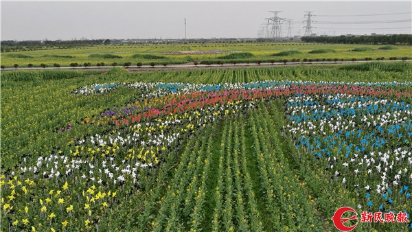 奉贤油菜花节（大地咏叹调！奉贤60亩油菜花田绵延出“海上丝路画卷”）