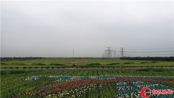 奉贤油菜花节（大地咏叹调！奉贤60亩油菜花田绵延出“海上丝路画卷”）