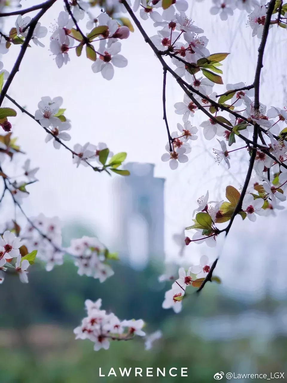 成都最适合恋爱的樱花粉大学，美食和恋爱都是必修课！