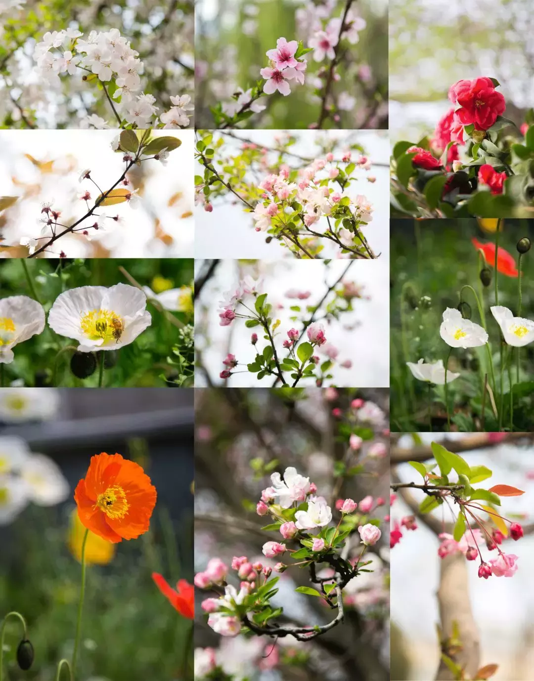 成都最适合恋爱的樱花粉大学，美食和恋爱都是必修课！