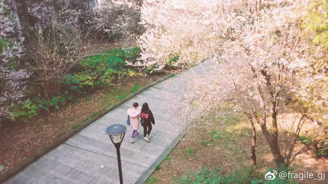 成都最适合恋爱的樱花粉大学，美食和恋爱都是必修课！